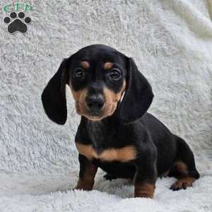 Billy, Dachshund Puppy